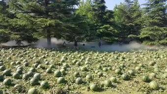 美术学院吃瓜视频,揭秘校园生活趣味瞬间