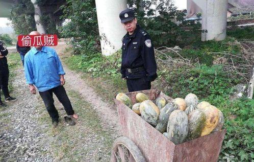 金龙湾吃瓜事件视频大全,视频大全揭秘惊人真相