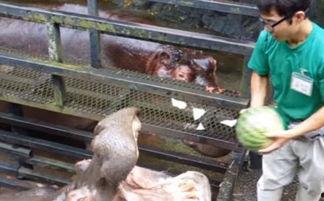 吃瓜喂河马的视频,吃瓜喂河马的趣味瞬间