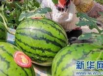 永川吃瓜视频最新消息曝光,最新事件幕后真相曝光