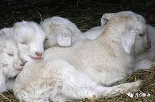 小羊吃瓜事件视频,一场萌宠与美食的欢乐碰撞