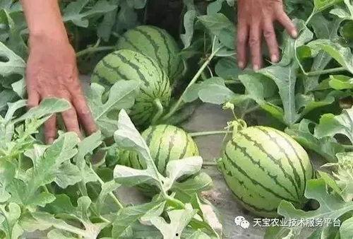 瓜哥吃瓜竹子视频大全,一场视觉与味蕾的双重盛宴